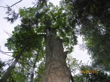 [Hearth.com] Before the Beech