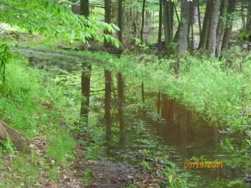 [Hearth.com] Water and a Dead Beech