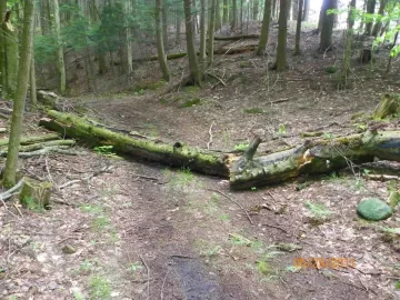 [Hearth.com] Water and a Dead Beech