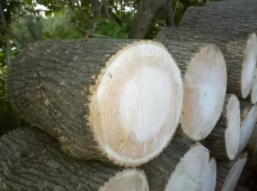 [Hearth.com] Another Wood ID