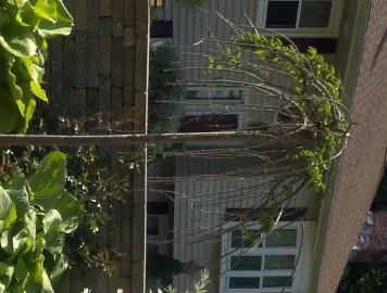 [Hearth.com] Help identifying tree