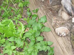 Is this poison ivy right next to my wood pile?