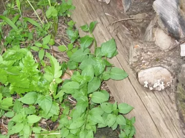[Hearth.com] Is this poison ivy right next to my wood pile?