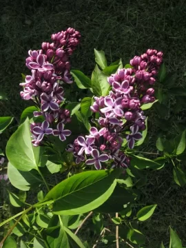 [Hearth.com] Spring colors