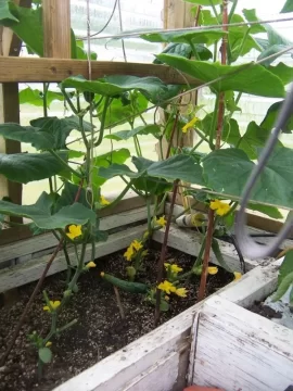 [Hearth.com] Greenhouse update pics