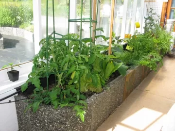 [Hearth.com] Green house tomatoes doing good so far