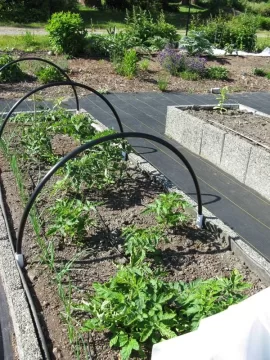[Hearth.com] Green house tomatoes doing good so far