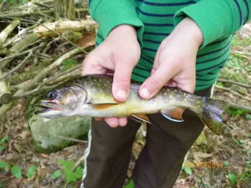 [Hearth.com] Brook Trout Update