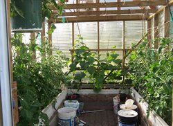 Greenhouse update pics