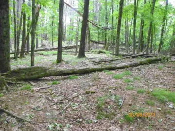 [Hearth.com] Part One of Some Blow Down