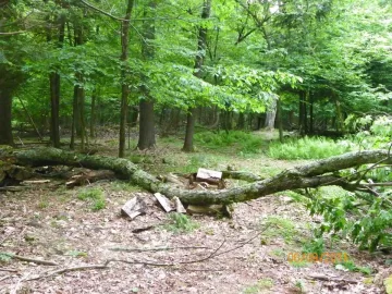 [Hearth.com] Part One of Some Blow Down