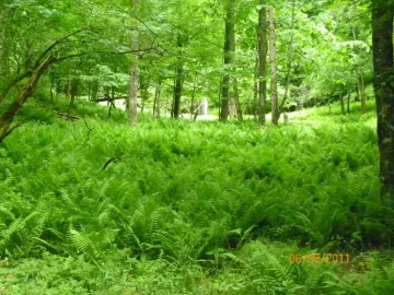 [Hearth.com] Ostrich Ferns