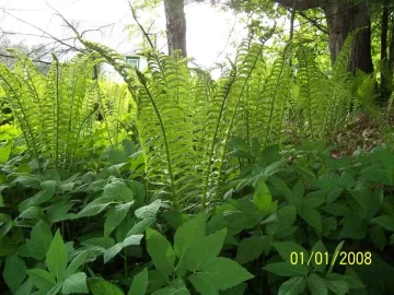 [Hearth.com] Ostrich Ferns