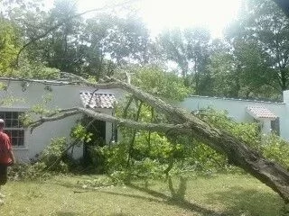 [Hearth.com] Estimate for tree removal?
