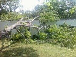 Estimate for tree removal?