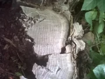 [Hearth.com] Black Locust?