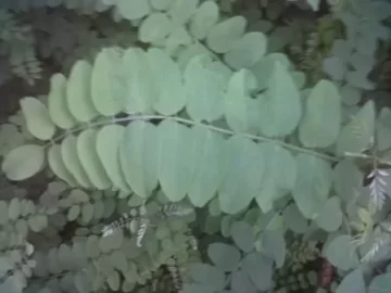 [Hearth.com] Black Locust?