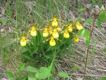 [Hearth.com] Ladyslippers in the Eastern UP