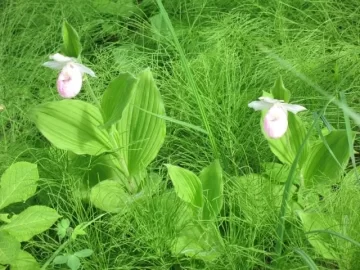 [Hearth.com] Ladyslippers in the Eastern UP