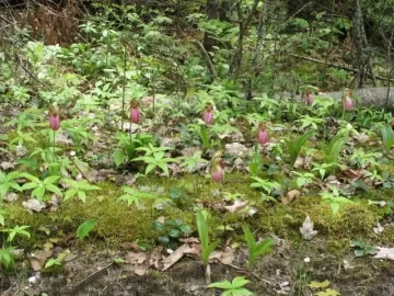 [Hearth.com] Ladyslippers in the Eastern UP