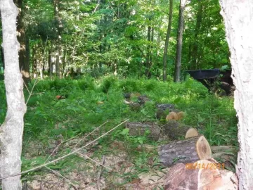 [Hearth.com] Cherry Above the Swamp Done!