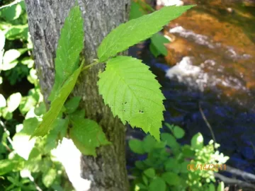 [Hearth.com] Tree I.D.