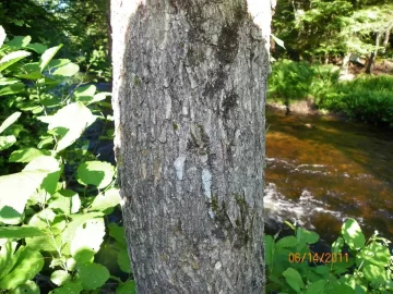 [Hearth.com] Tree I.D.