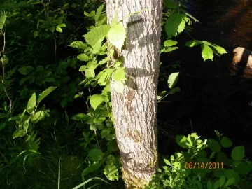 [Hearth.com] Tree I.D.