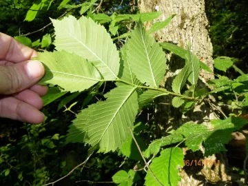 [Hearth.com] Tree I.D.