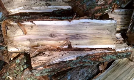 [Hearth.com] wood id please help