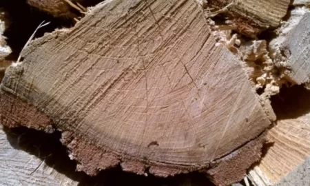[Hearth.com] wood id please help