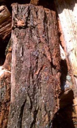 [Hearth.com] wood id please help