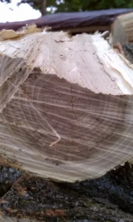 [Hearth.com] wood id please help