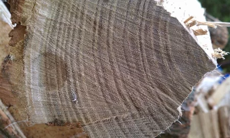 [Hearth.com] wood id please help