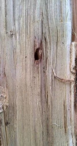 [Hearth.com] wood id please help