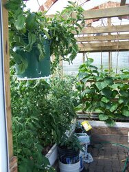 Greenhouse update pics