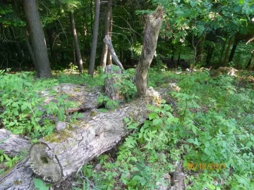 [Hearth.com] Went up for Beech..........................