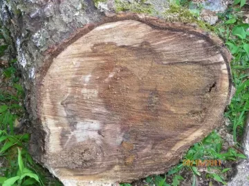 [Hearth.com] Went up for Beech..........................