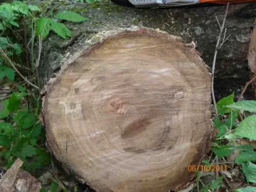 [Hearth.com] Went up for Beech..........................