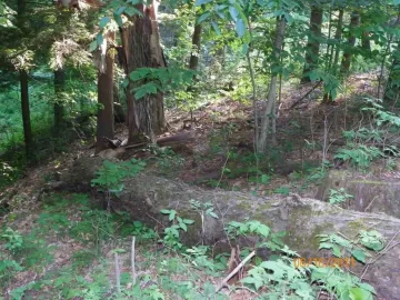 [Hearth.com] Went up for Beech..........................