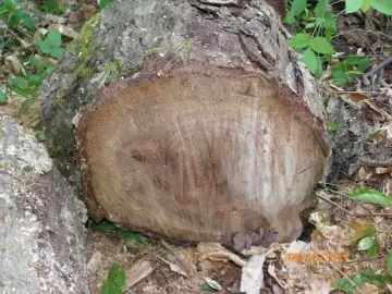 [Hearth.com] Went up for Beech..........................