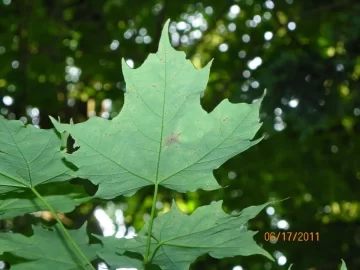 [Hearth.com] Went up for Beech..........................