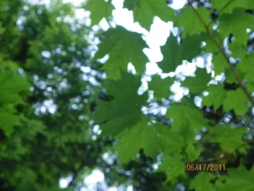 [Hearth.com] Went up for Beech..........................