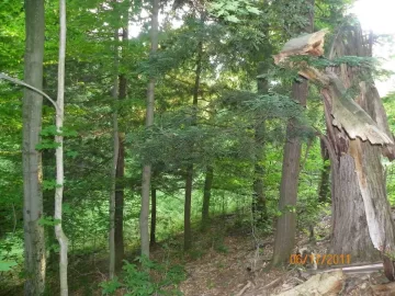 [Hearth.com] Went up for Beech..........................