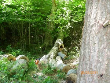 [Hearth.com] A Day with The Beech