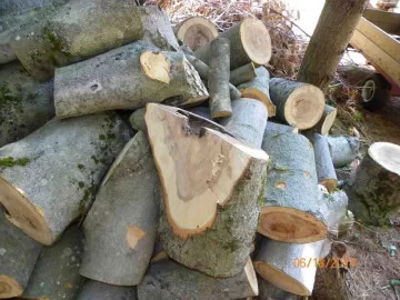 [Hearth.com] A Day with The Beech