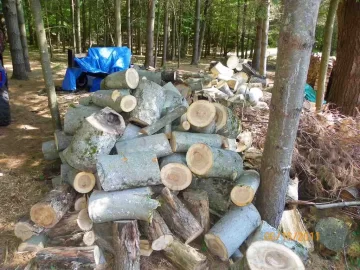 [Hearth.com] A Day with The Beech