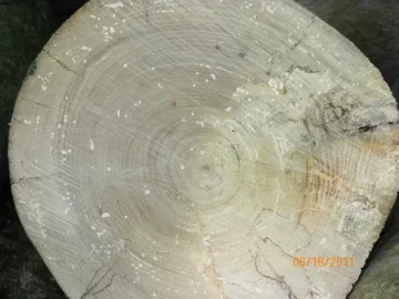 [Hearth.com] Sugar Maple or Basswood