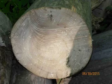 [Hearth.com] Sugar Maple or Basswood