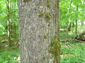 [Hearth.com] Sugar Maple or Basswood